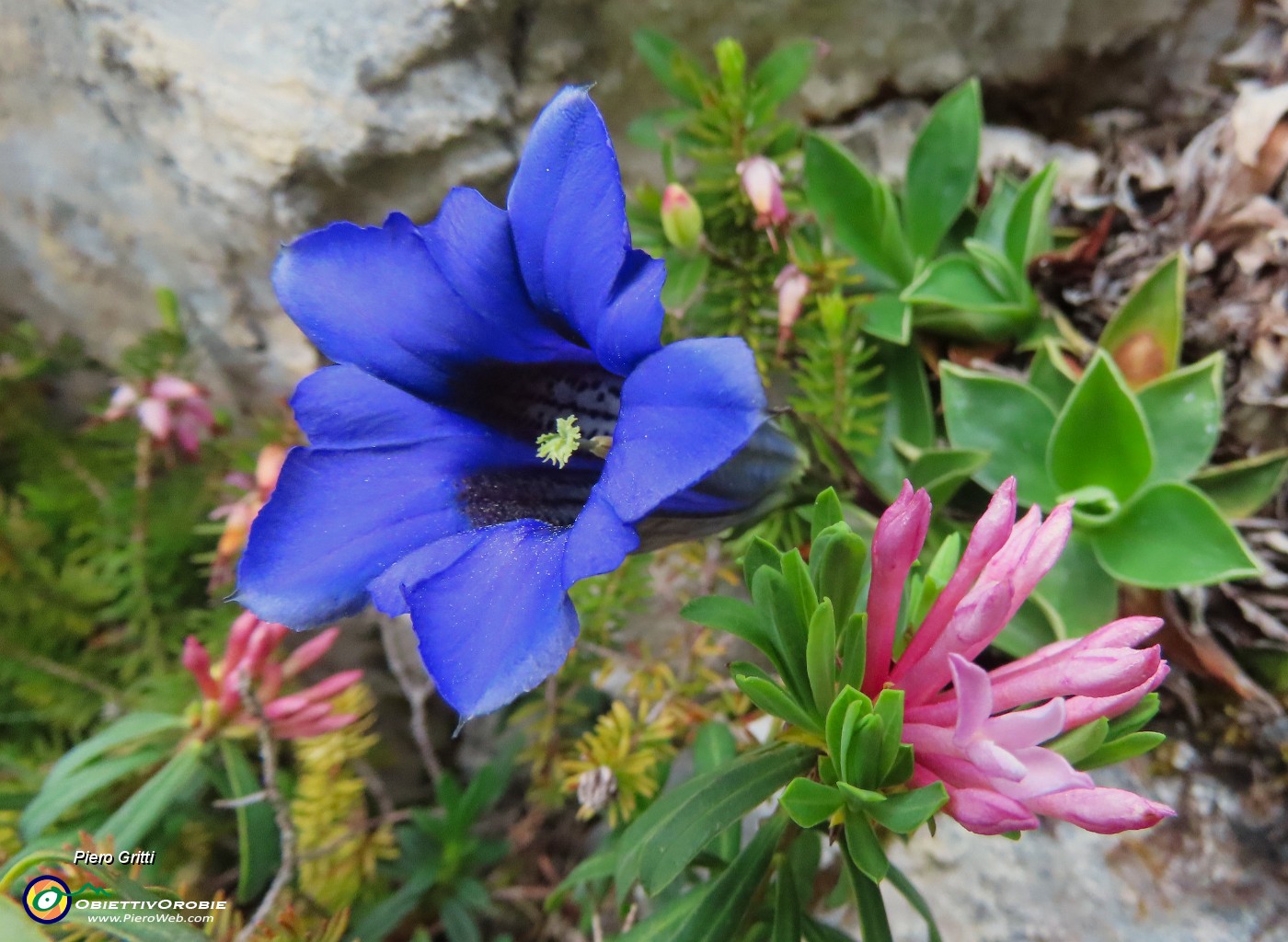 45 Gentiana clusii (Genziana di Clusius) in bella compagnia! .JPG